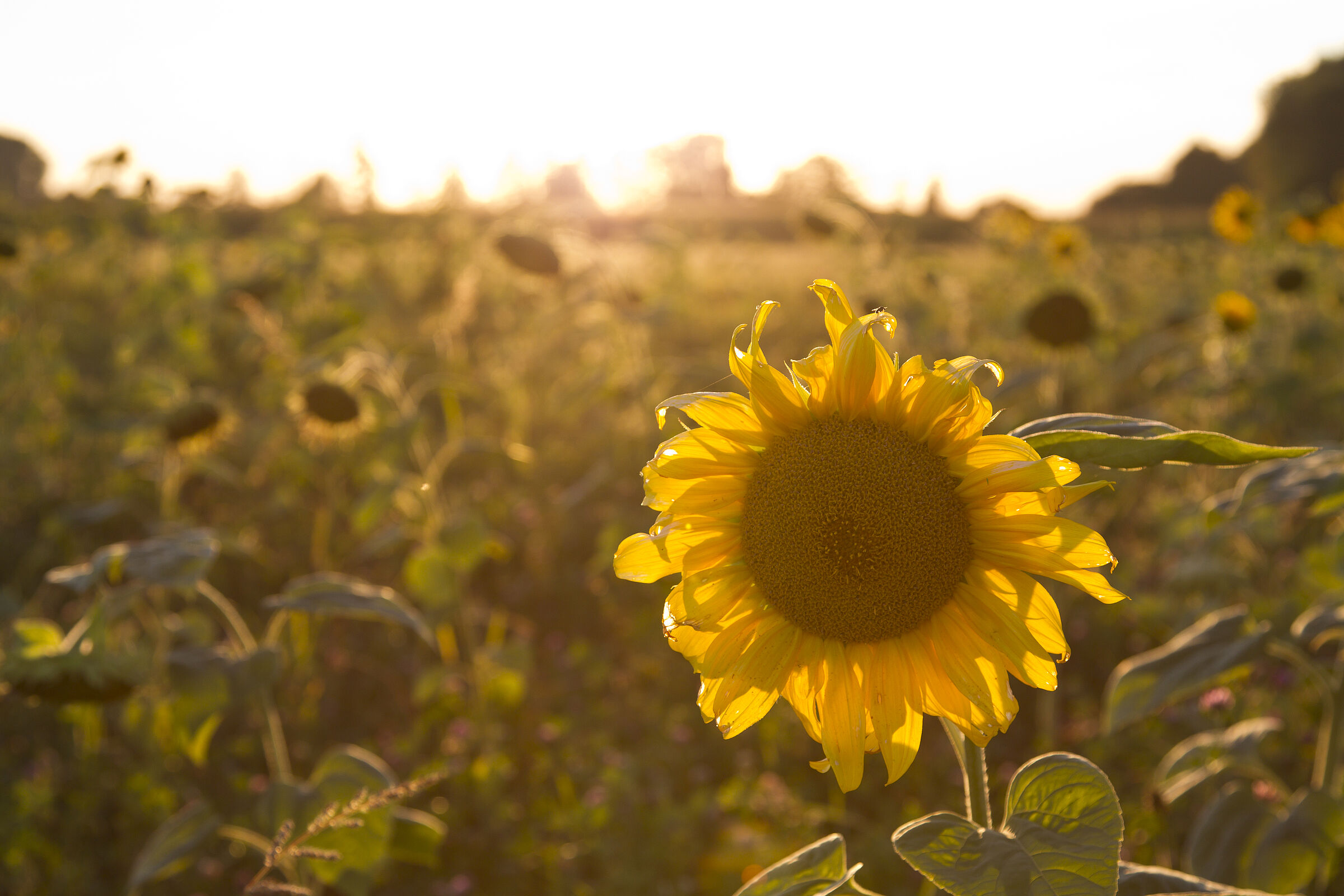 Sonnenblumen, Marcus Bosch Tipps für den Sommer